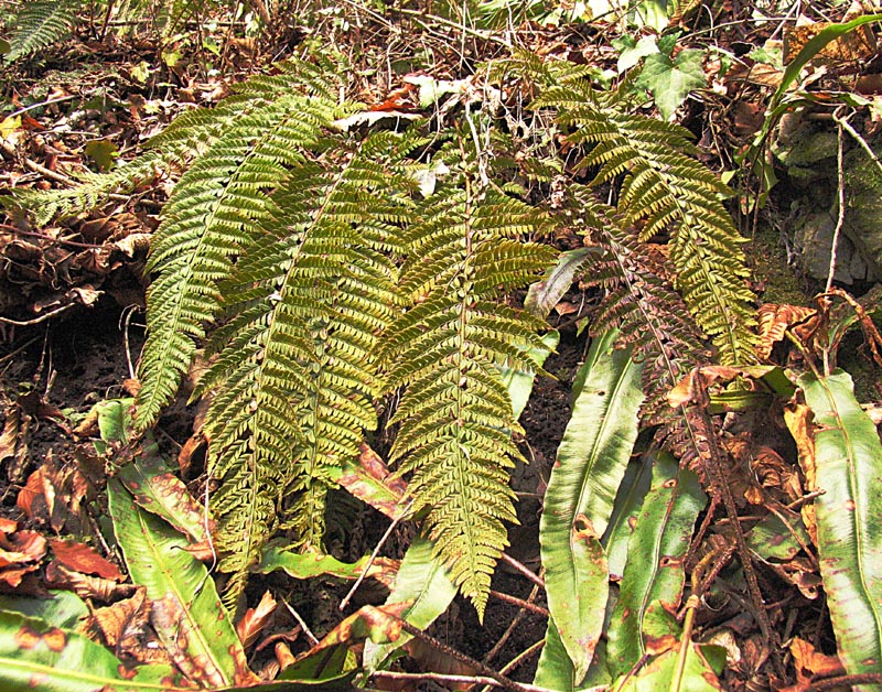 Polystichum setiferum / Felce setifera